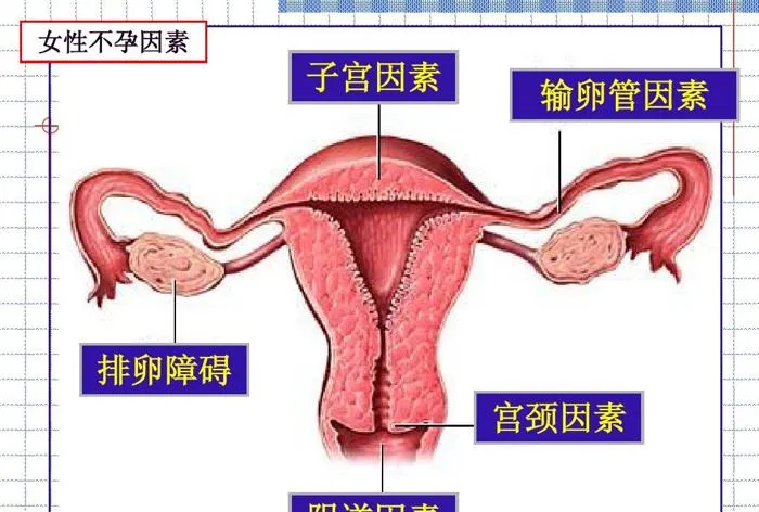 让240斤的胖子减肥到160斤？ 4个壶铃训练动作可以帮助你